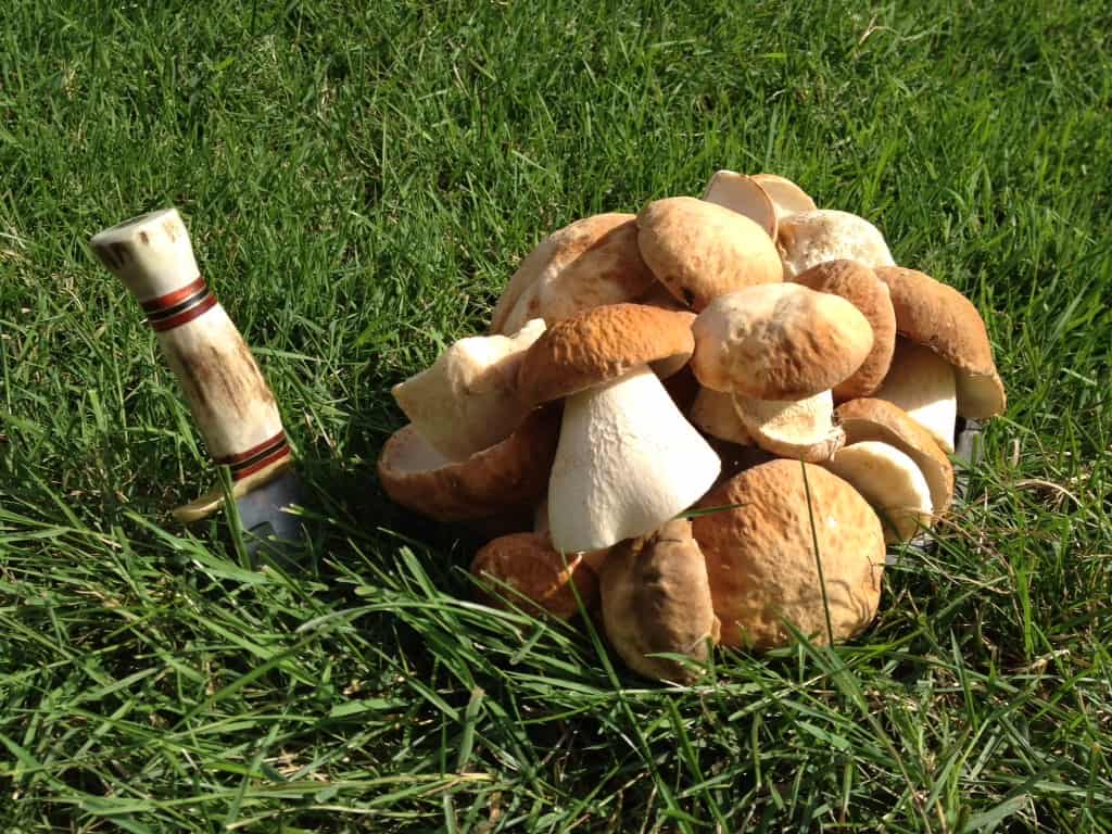 Porcini with my friend Mike's knife.