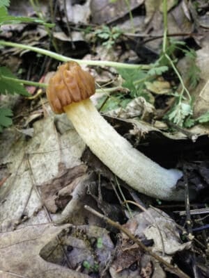 Verpa bohemica mushroom or similar 