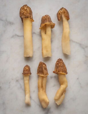 Verpa bohemica mushroom or similar