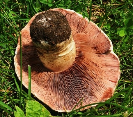 Agaricus Campestris Meadow Mushroom Minnesota