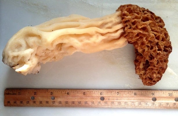 Bigfoot Morel Morchella Crassipes