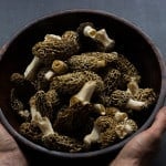 bowl of minnesota morels