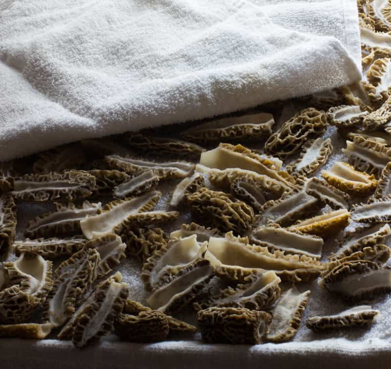 cut and washed morels drying