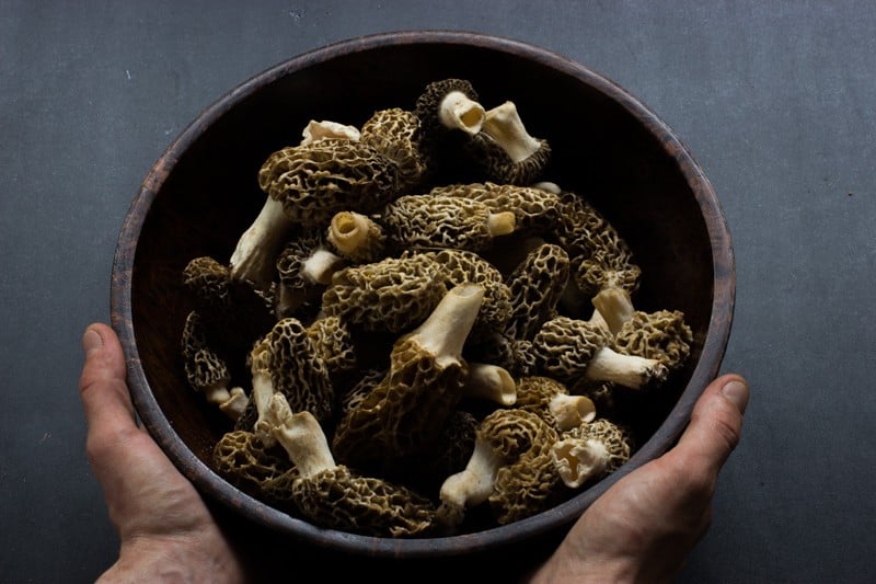 bowl of minnesota morels 