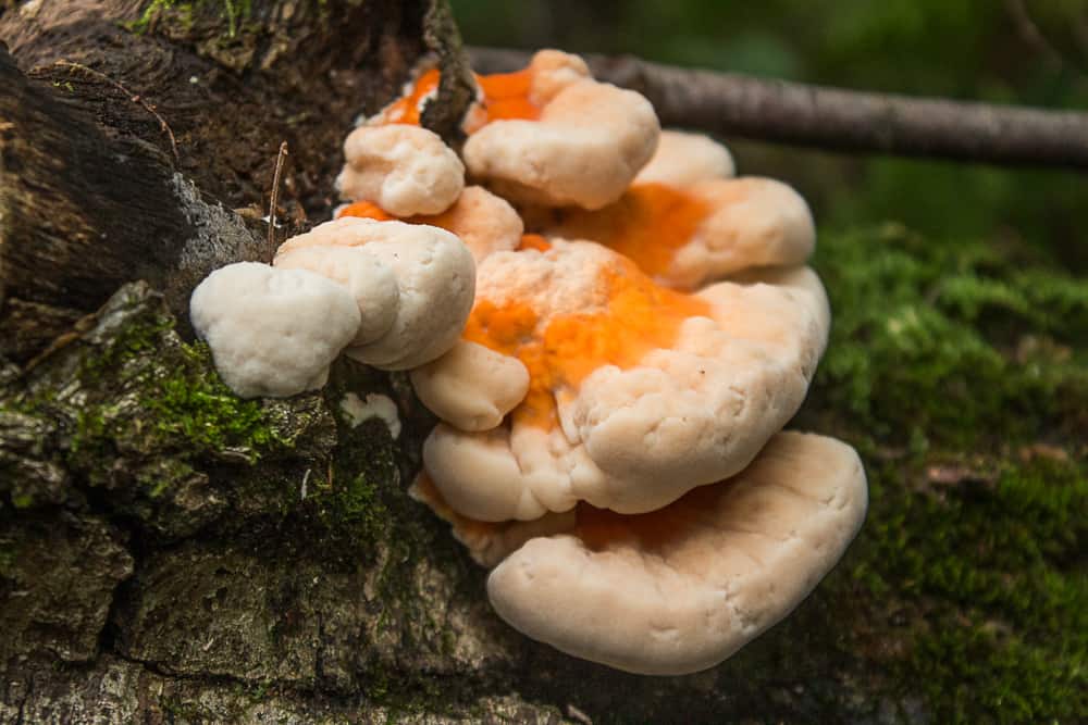 Chicken of the woods mushroom, Laetiporus cincinnatus