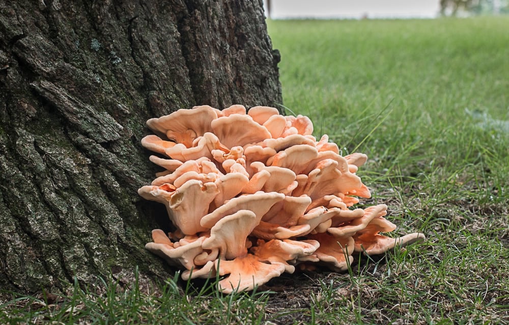 Chicken of the woods mushroom or sulphur shelf on a tree 