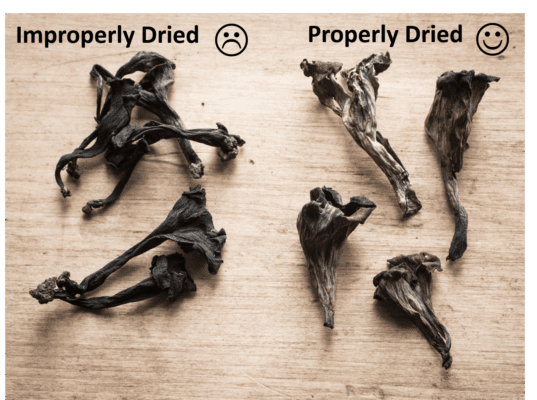 https://foragerchef.com/wp-content/uploads/2013/06/Dried-black-trumpets-proper-and-improperly-dried-537x400.png