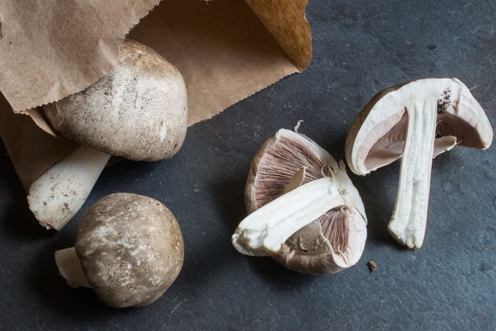 Meadow Mushrooms