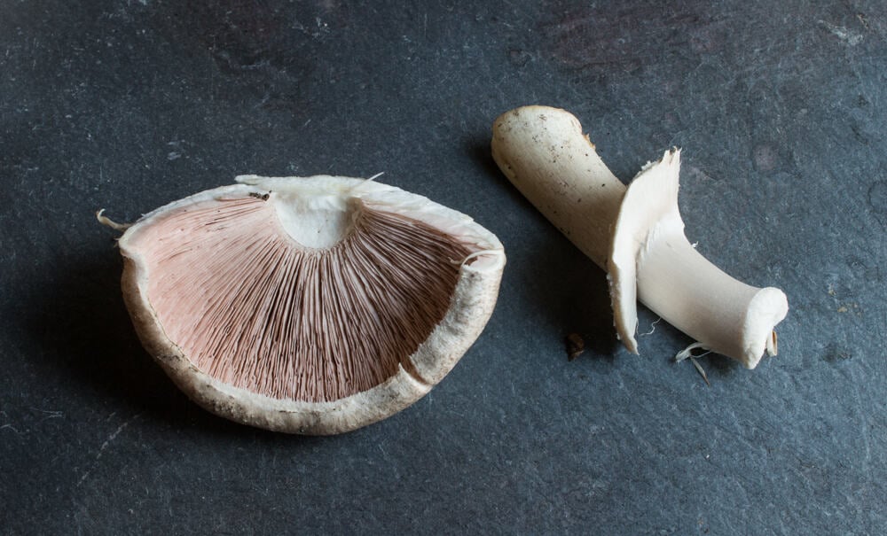 Meadow Mushrooms