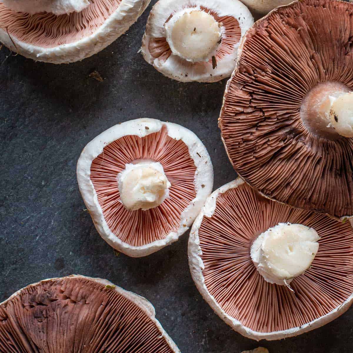 Meadow Mushrooms Agaricus campestris 