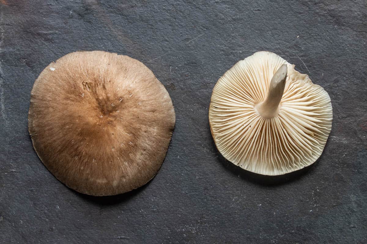 Megacollybia rodmani the Platterful mushroom (2)