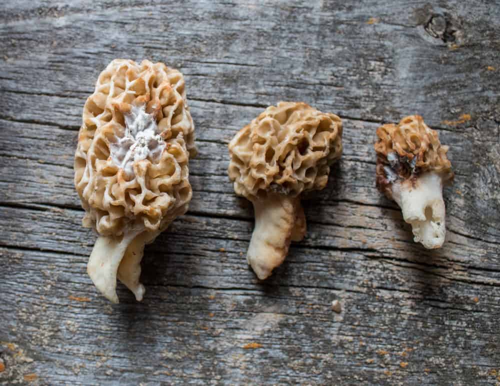 Chanterelles and Porcini Mushrooms in the Dehydrator Stock Photo