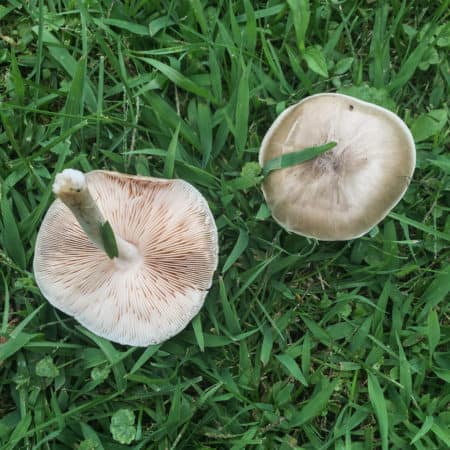 Deer Mushrooms: Pluteus Cervinus and Pestatus