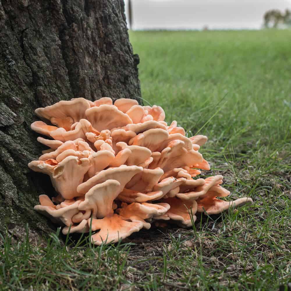 White pored chicken of the woods or Laetiporus cincinatus mushroom 