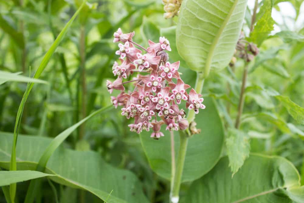 Edible Milkweed Flowers