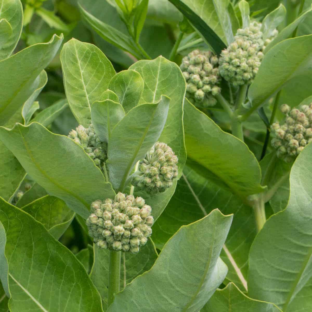 Edible Milkweed Buds