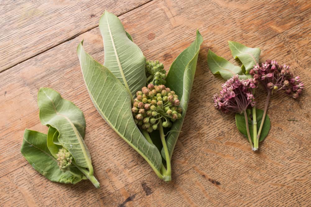 Edible Milkweed Buds