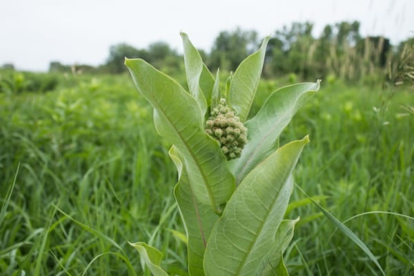 Edible Milkweed Buds