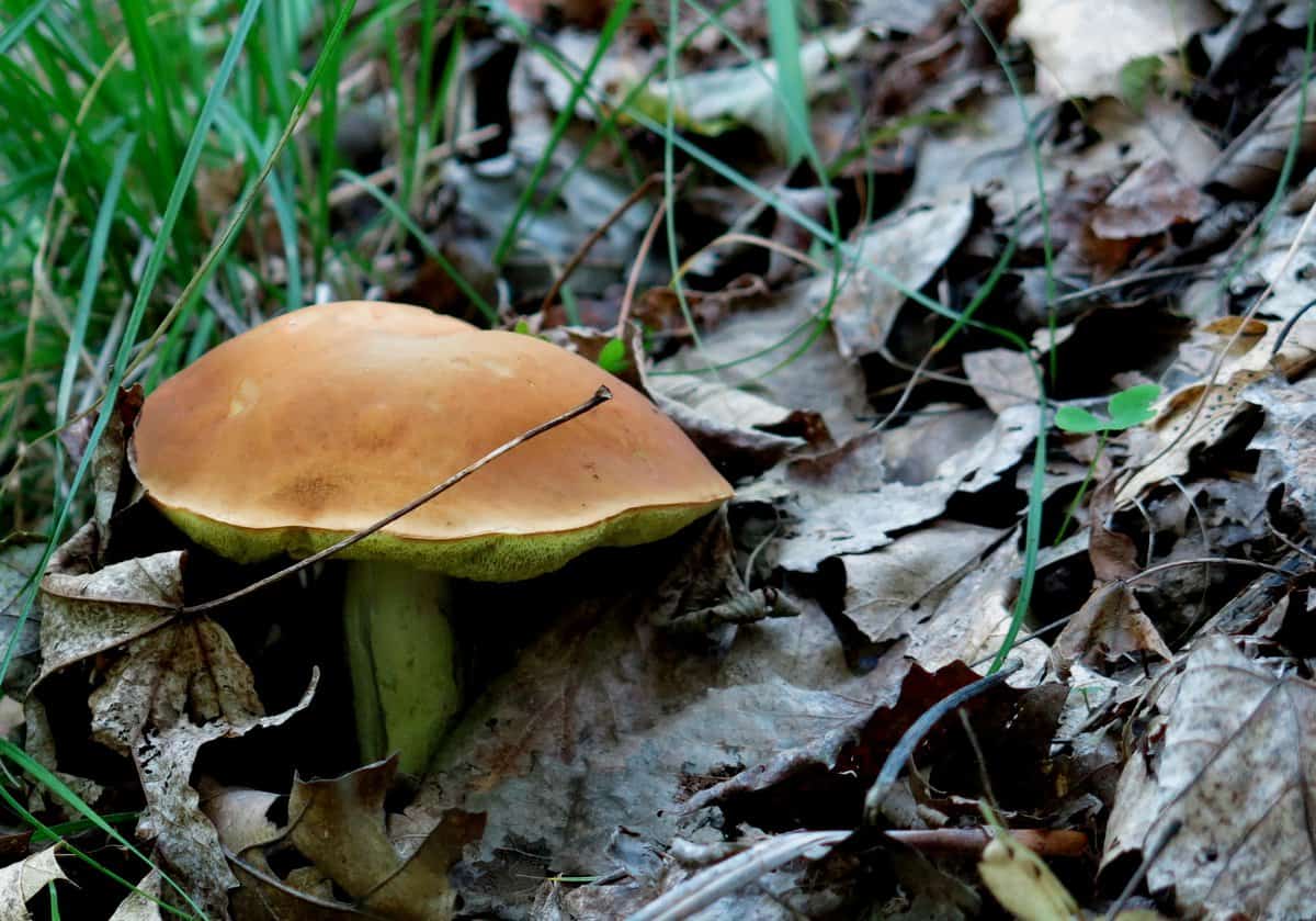 leccinum subglabripes