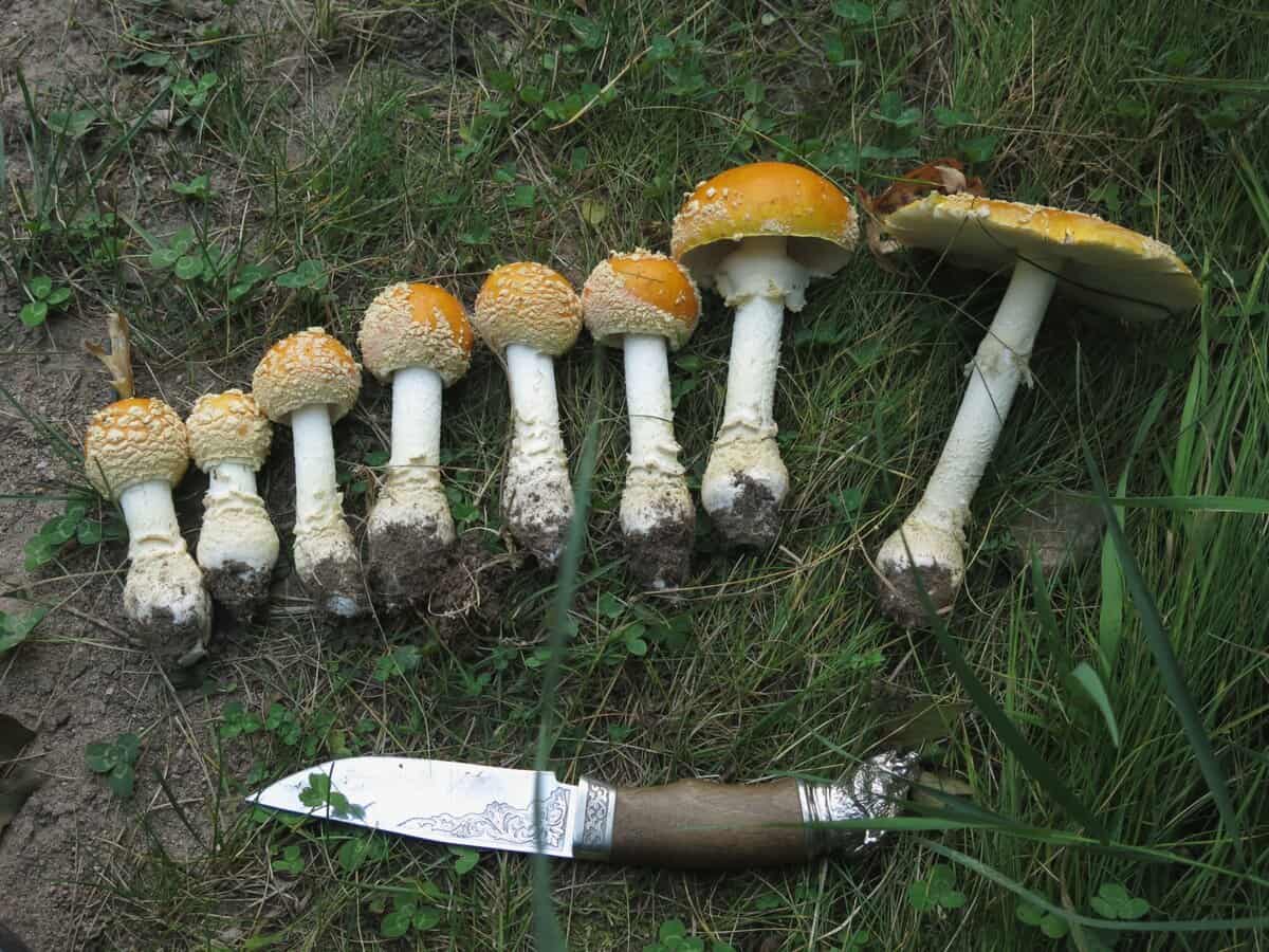 Puff balls or death caps? : r/Mushrooms