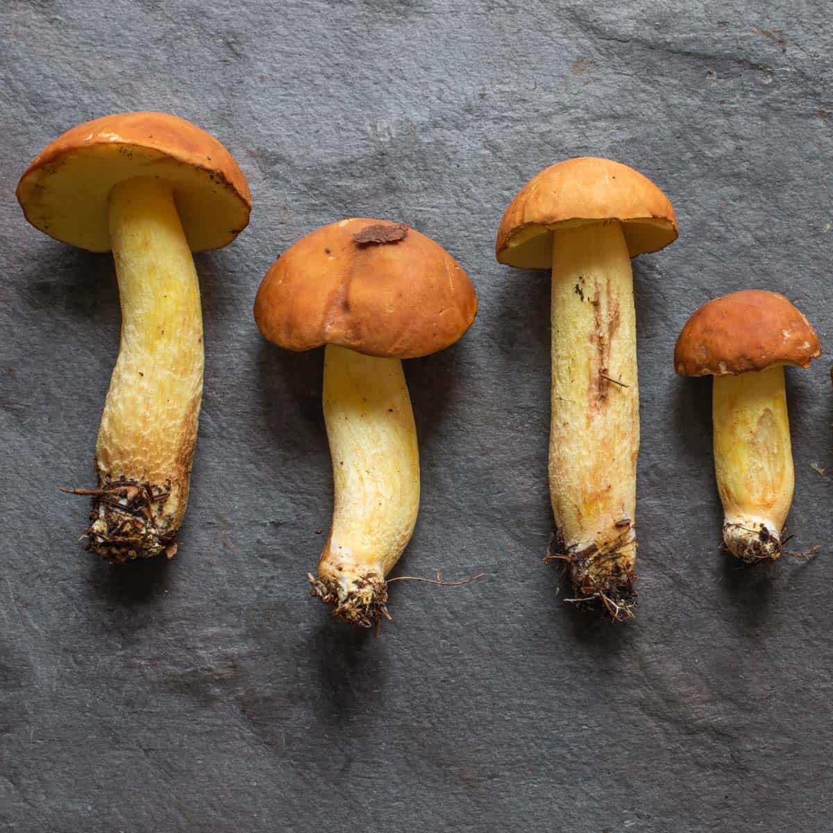 Leccinum subglabripes mushrooms in the woods.