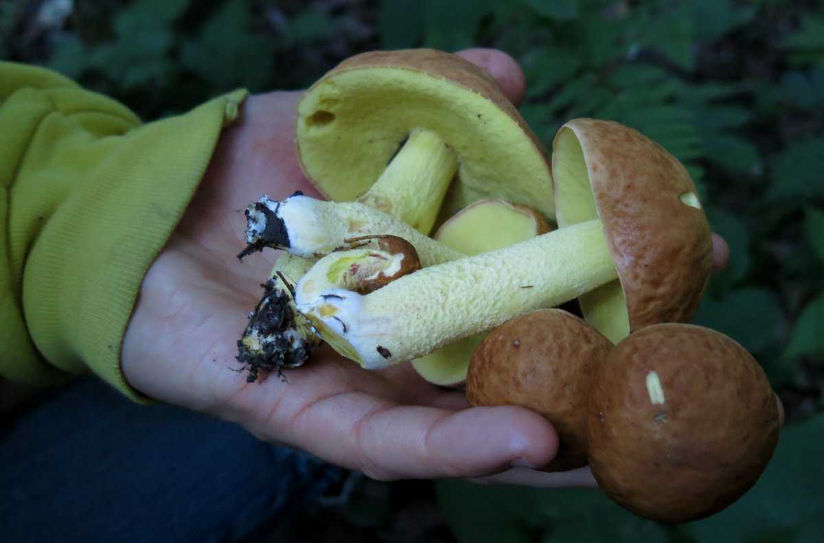goldstalk boletes boletus ornatipes wild mushrooms minnesota forager chef