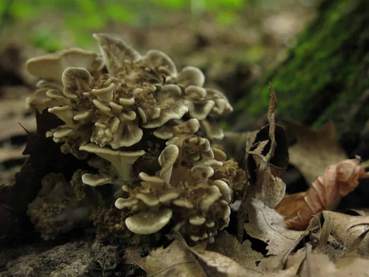 Hunting and cooking hen of the woods mushrooms also known 