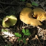 whorl tooth boletes minnesota edible wild mushrooms