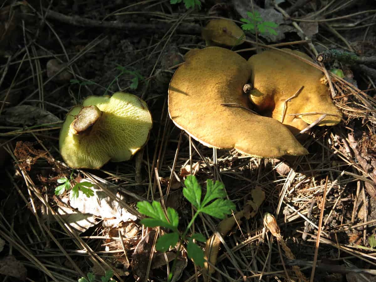 whorl tooth boletes minnesota edible wild mushrooms