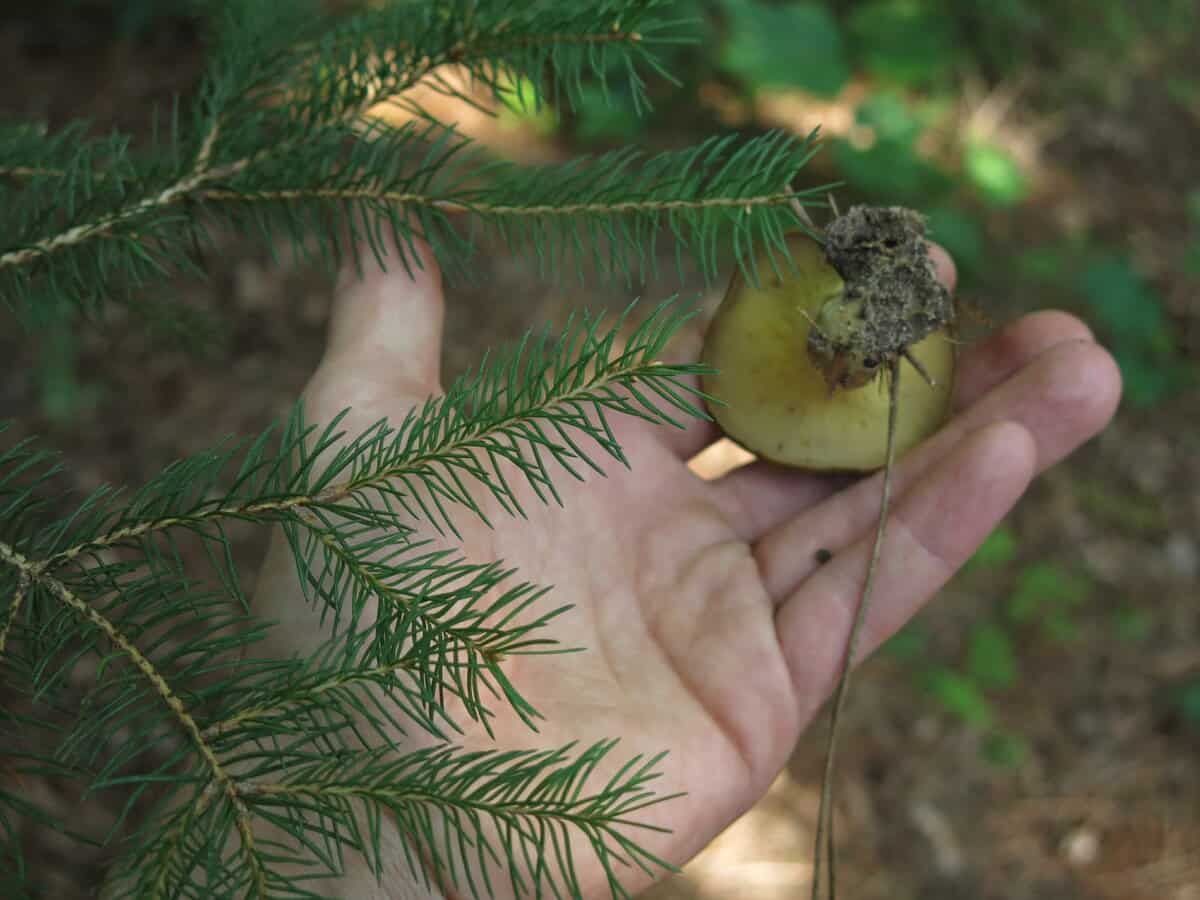 boletus rompelii