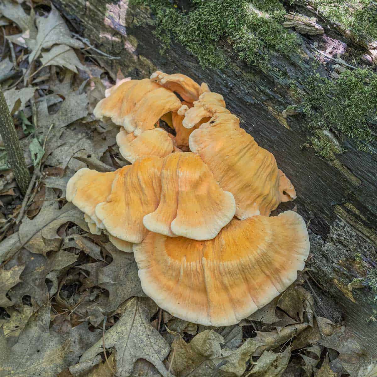 An orange mushroom growing from a log.