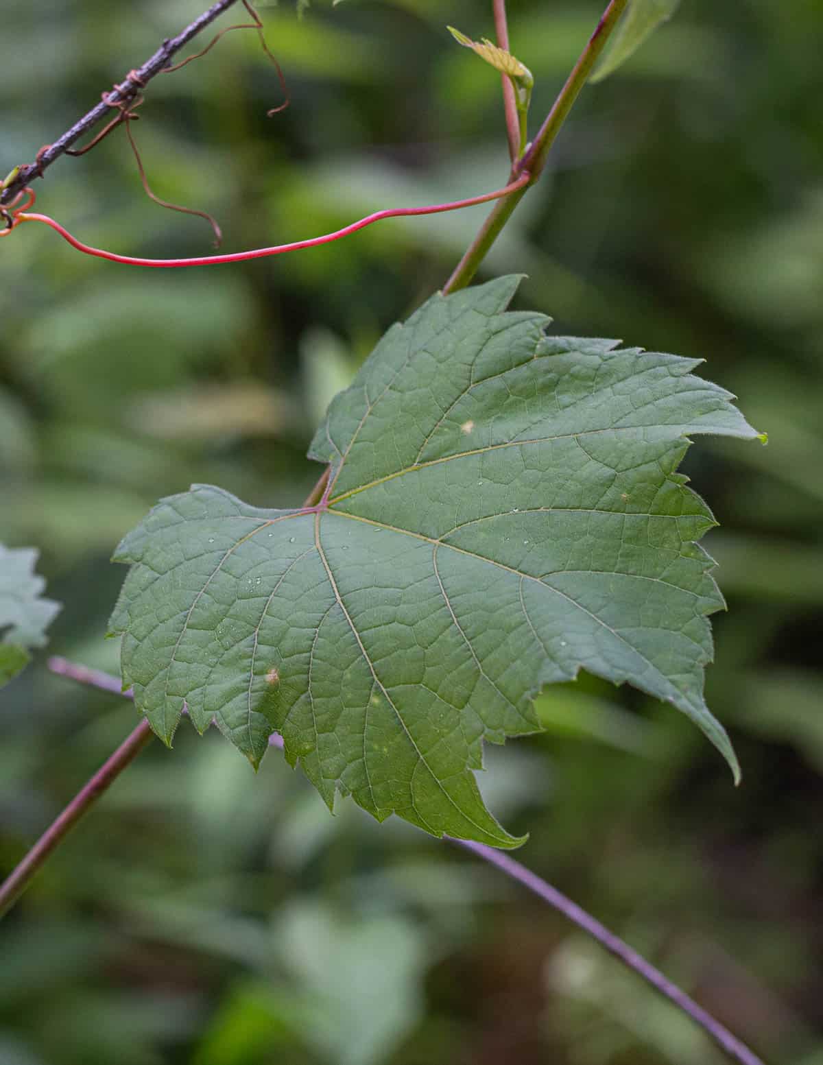 Edible wild grape leaves