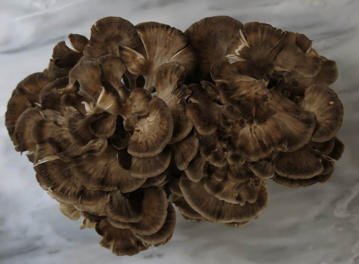 Pickled Hen of the Woods Mushroom Recipe - Forager | Chef