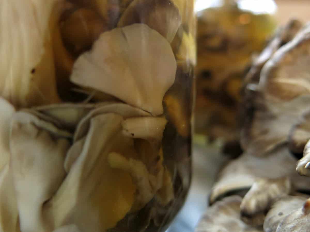 minnesota hen of the woods maitake sheepshead ramshead mushroom pickled in a jar.