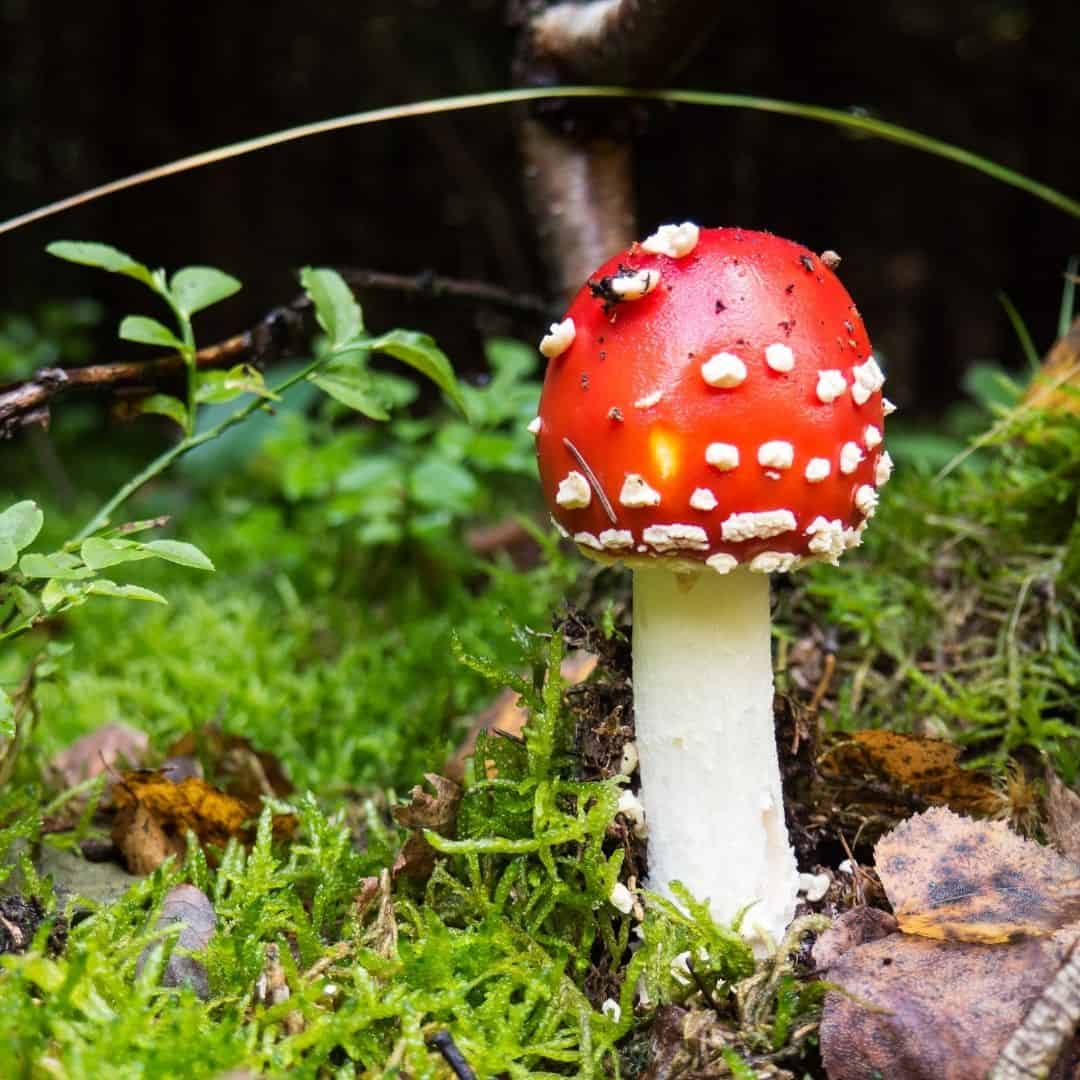 fly agaric mushrooms