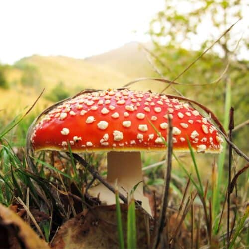 Amanita Muscaria: A Poisonous Edible Mushroom - FORAGER | CHEF