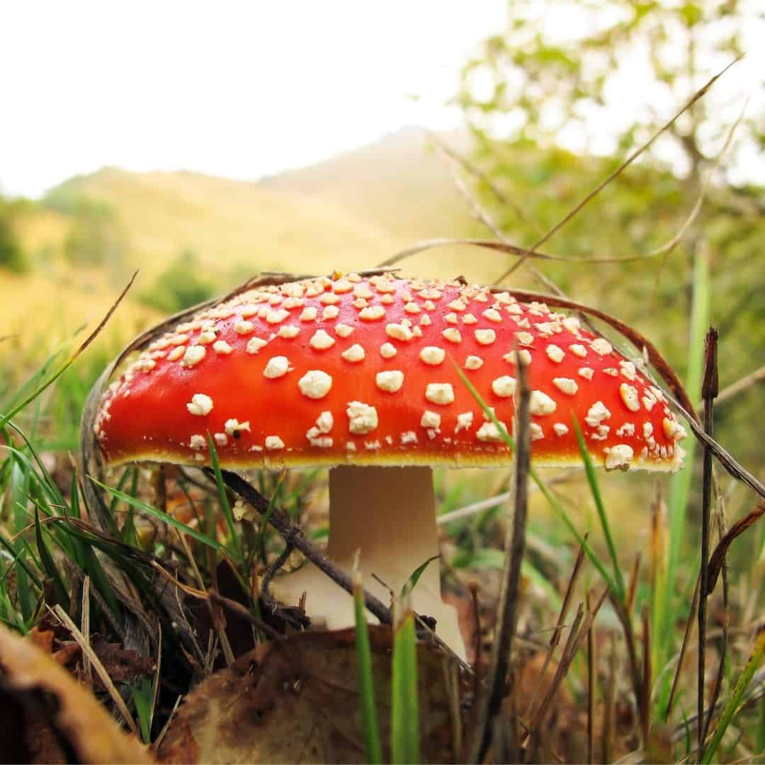 Spotted Red Lid Mushroom Mug