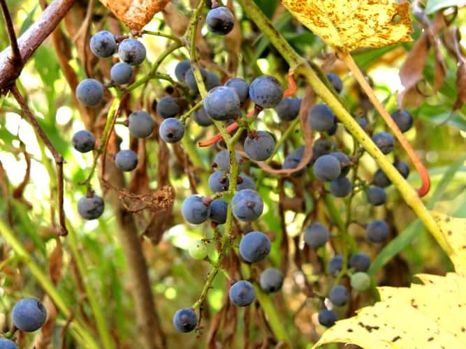 Foraging and Cooking Wild Grapes and Their Leaves