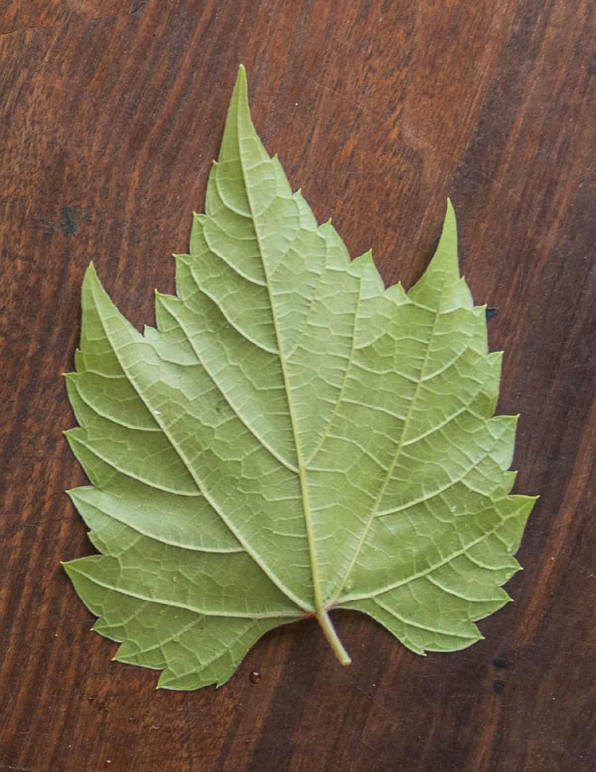 Underside of a wild grape leaf showing the raised veins.