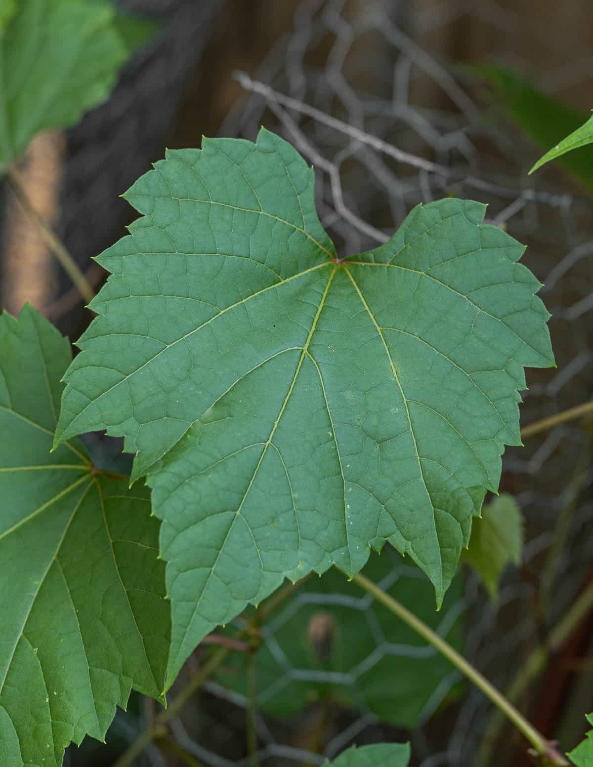 A mature wild grape leaf (Vitis riparia). 