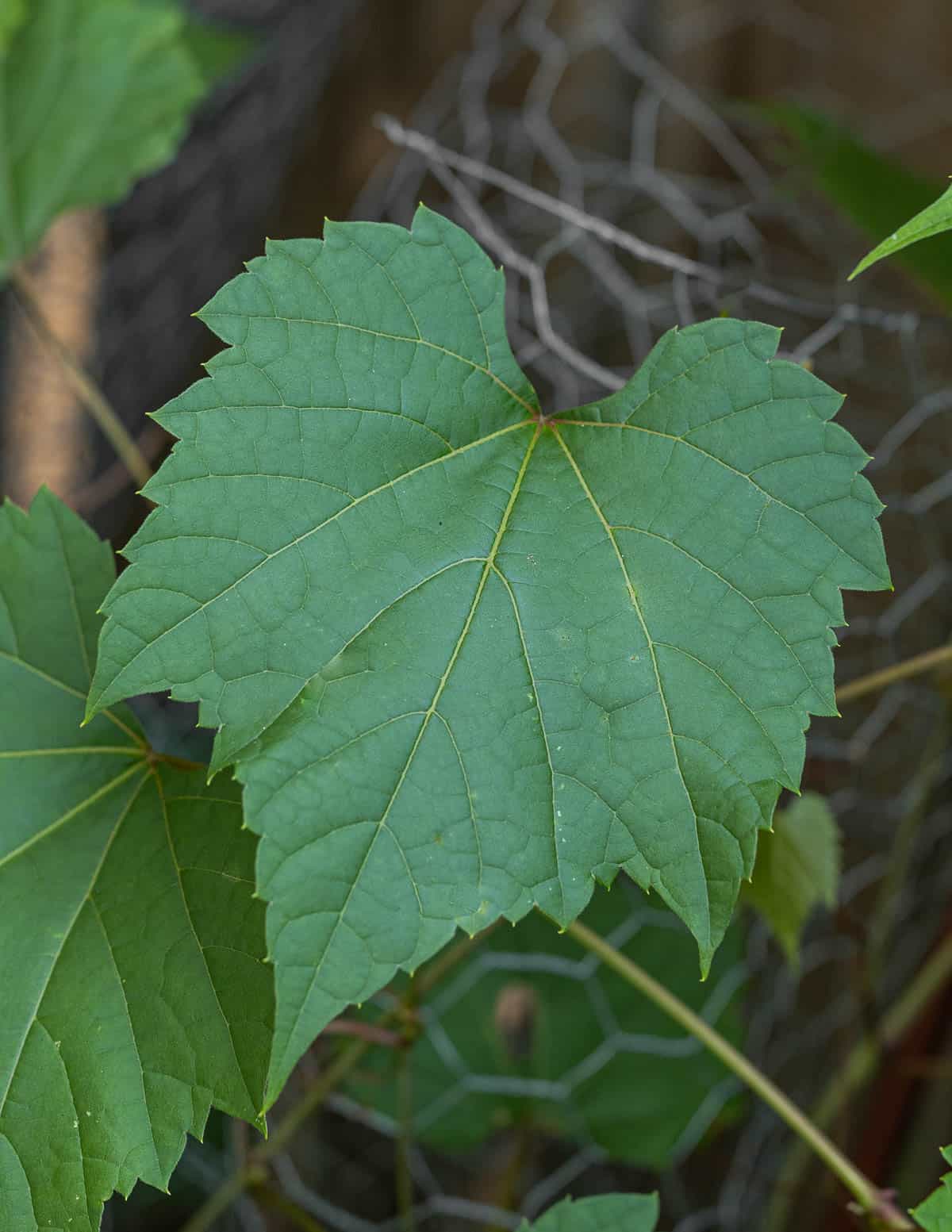 A mature wild grape leaf (Vitis riparia).