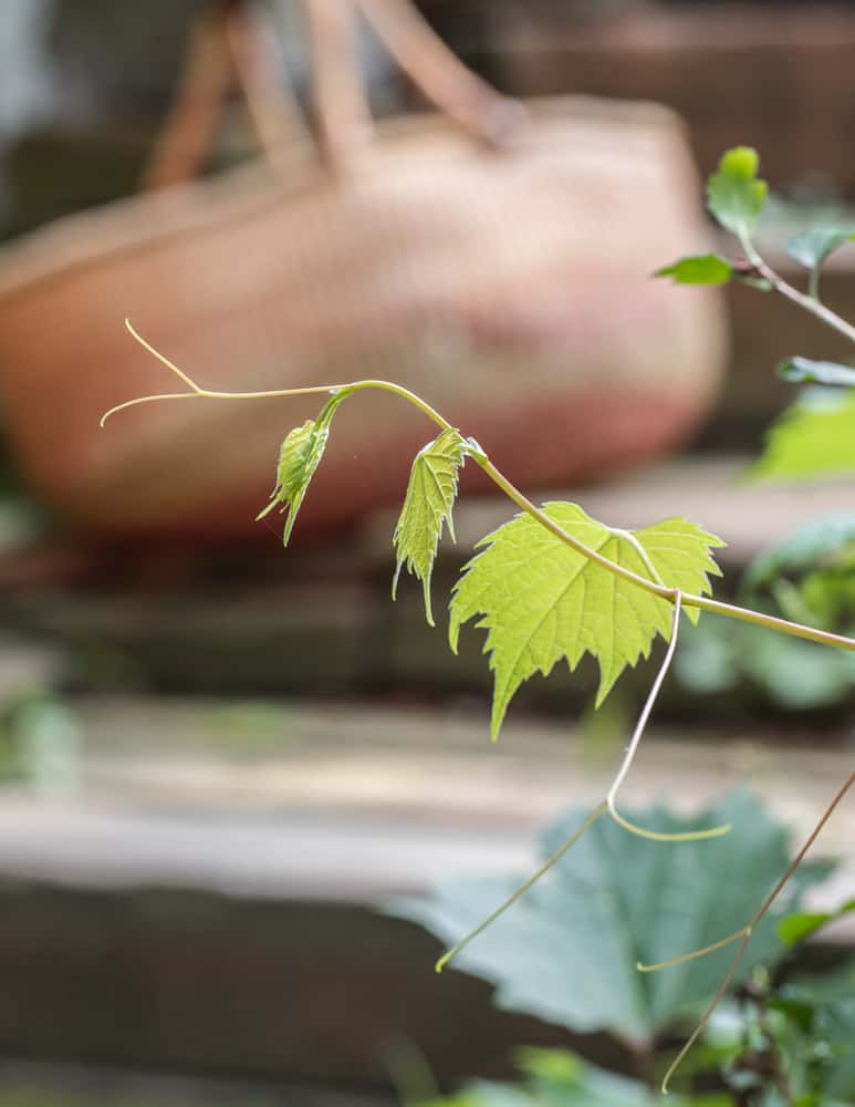 Wild grape vines showing young tendrils at the tip.