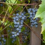 Foraged Minnesota wild grapes growing on a vine.