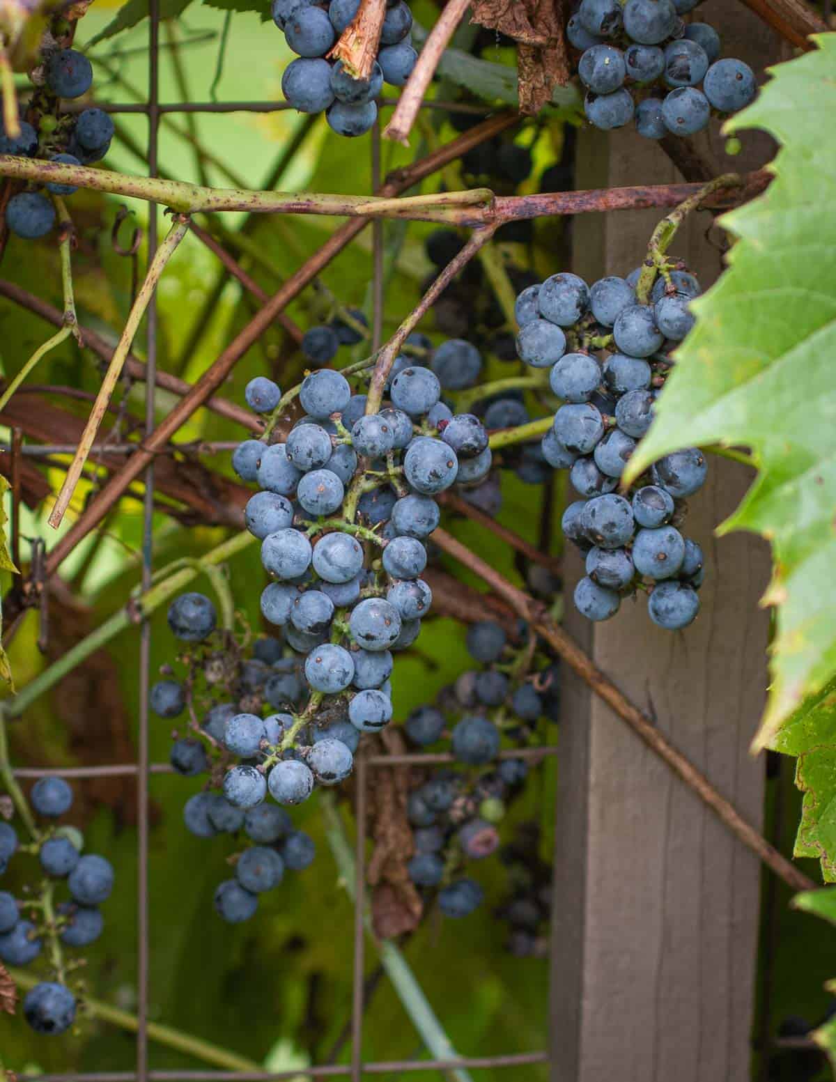 Foraged Minnesota wild grapes growing on a vine. 