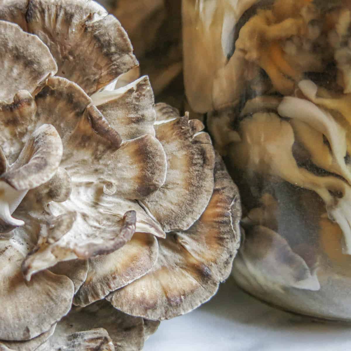 Pickled Hen of the Woods Mushroom Recipe - Forager | Chef