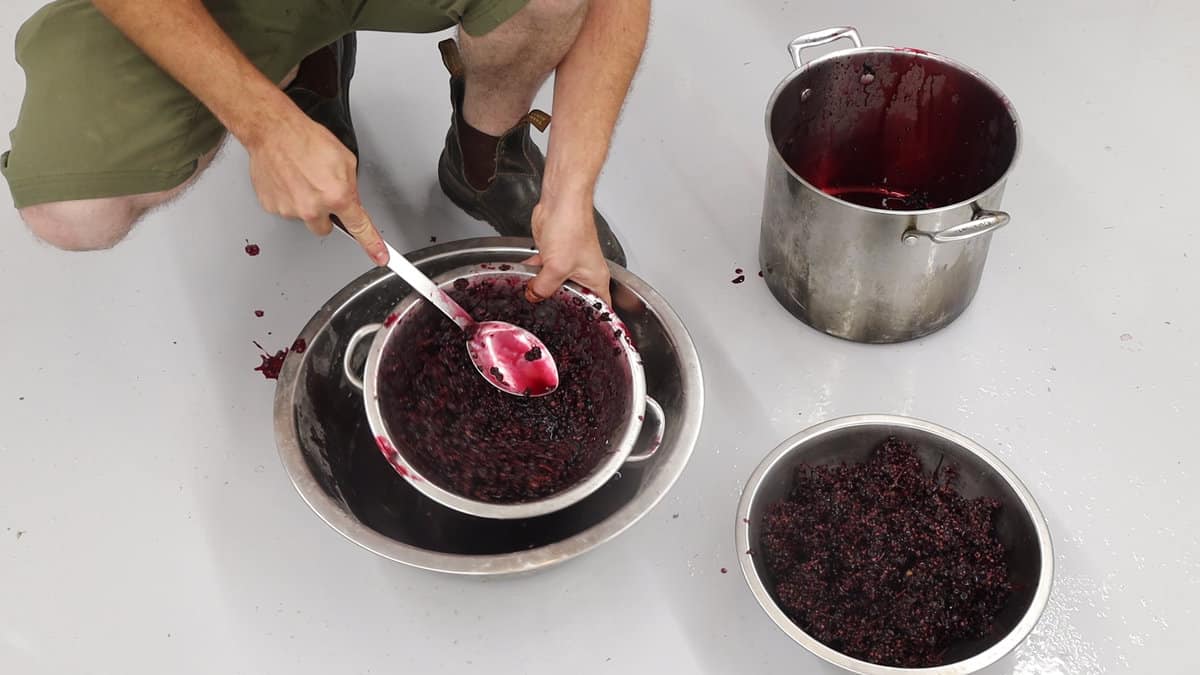 Juicing wild grapes 