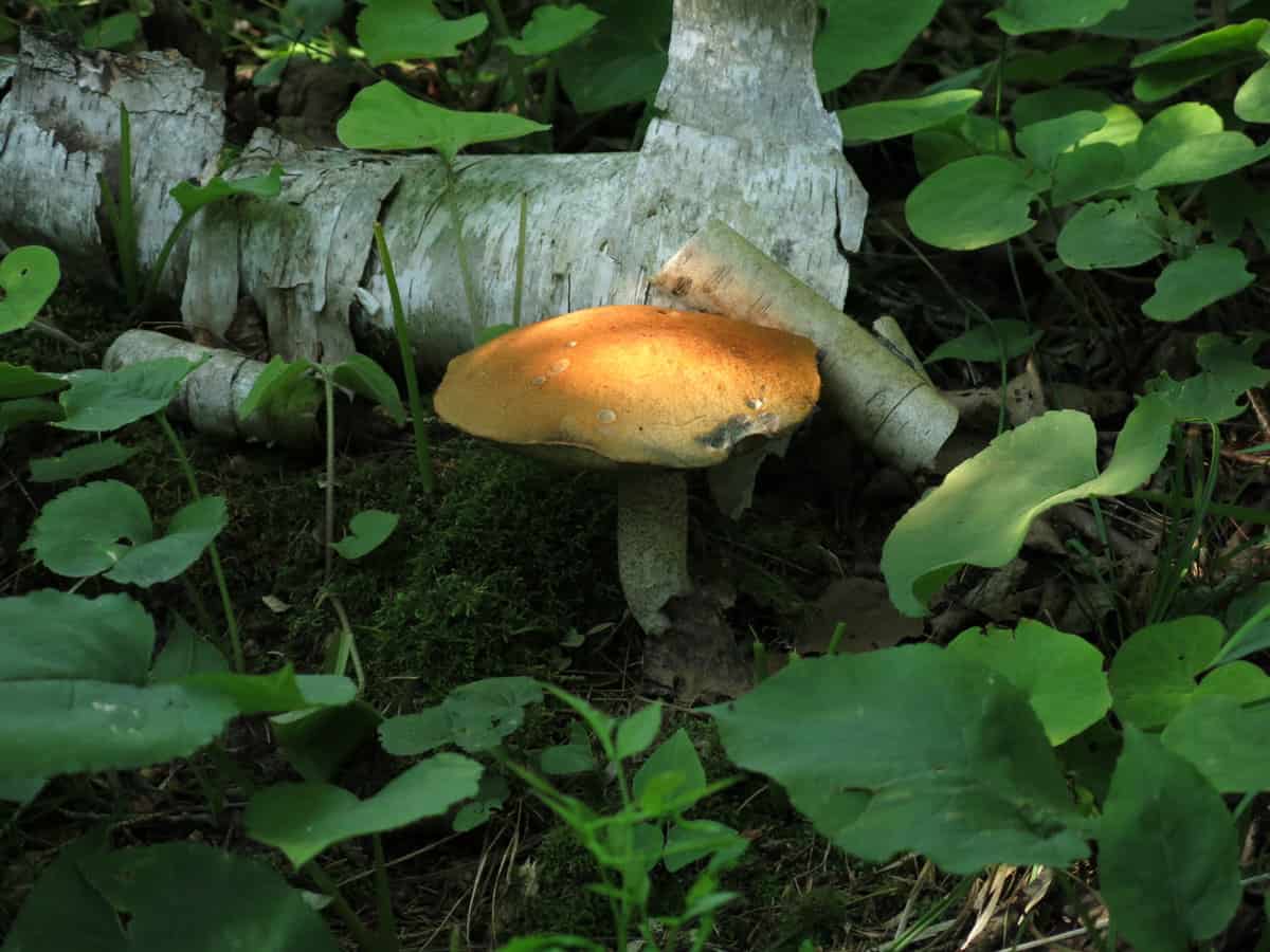 scaber stalk mushroom leccinum