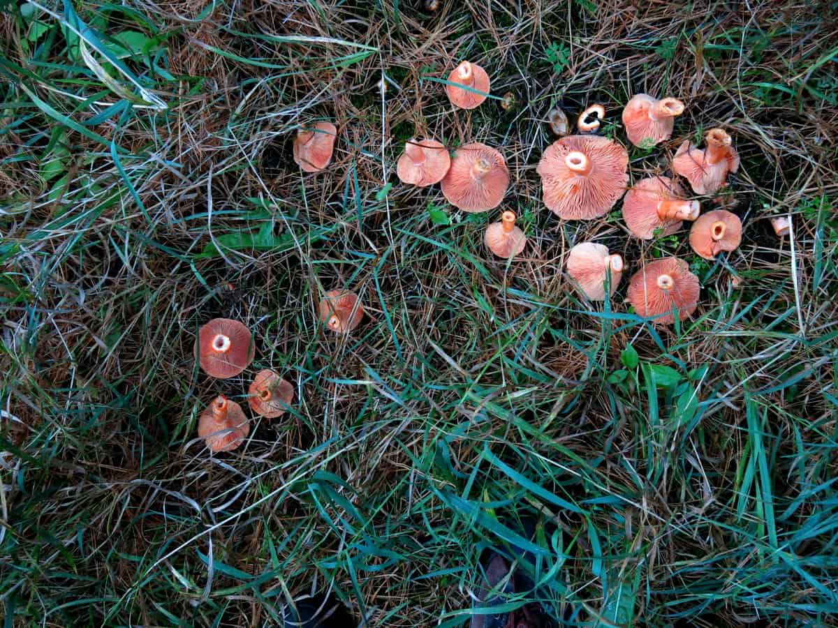 hunting saffron milkcaps in minnesota