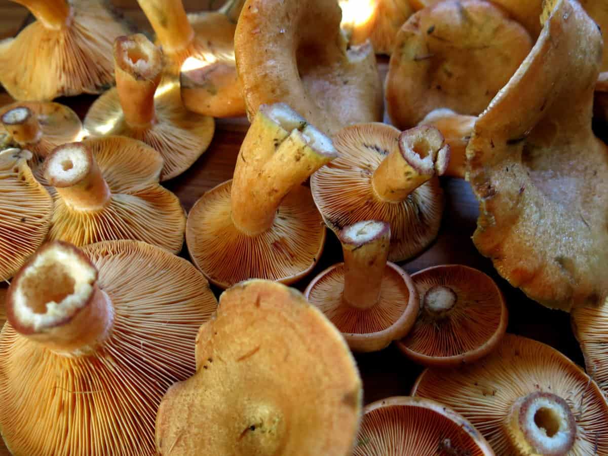 Saffron Milk Cap Mushrooms Identification Harvesting and Cooking