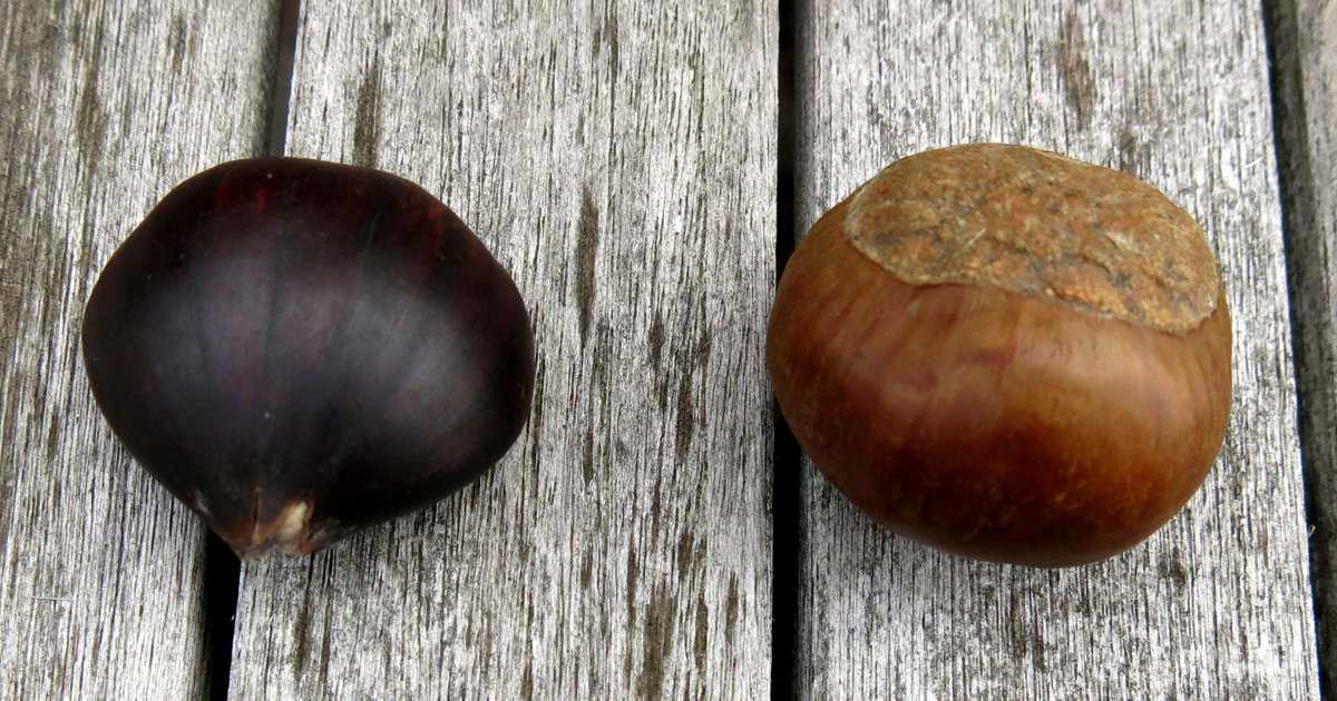 How to peel chestnuts